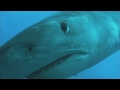 Shark Divers
