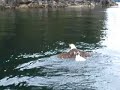 Swimming Eagle Swimming Eagle