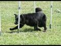 videos de ADAA Grand Prix 2008 - 24 Weave Pole Challenge