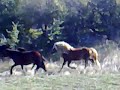 video lepotec v akcijo