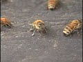 Bee Meditations