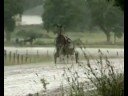 Chevaux de Course Trotteurs | Querner | didierbarlogis.fr