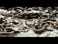 Die Katastrophe von Tschernobyl
