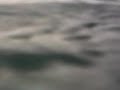 TITAN TRIGGER FISH ATTACK Kuredu island 2009