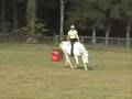 Dressage Naturally -playing around with collection