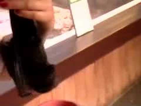 Feeding a Fruit Bat by Hand