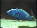 Scaenochromis fryeri beim Ablaichen