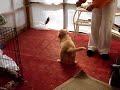 Bird Dog #2