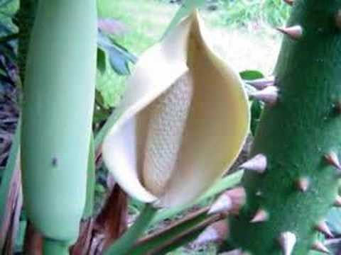 flower minute 58