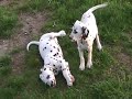 dalmations puppies spots