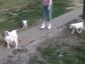 dalmation puppies