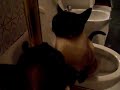 Gato orinando en el cuarto de ba�o