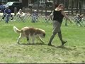 New England St. Bernard Club specialty PM Show 2007 New England St. Bernard Club specialty PM Show 2007
