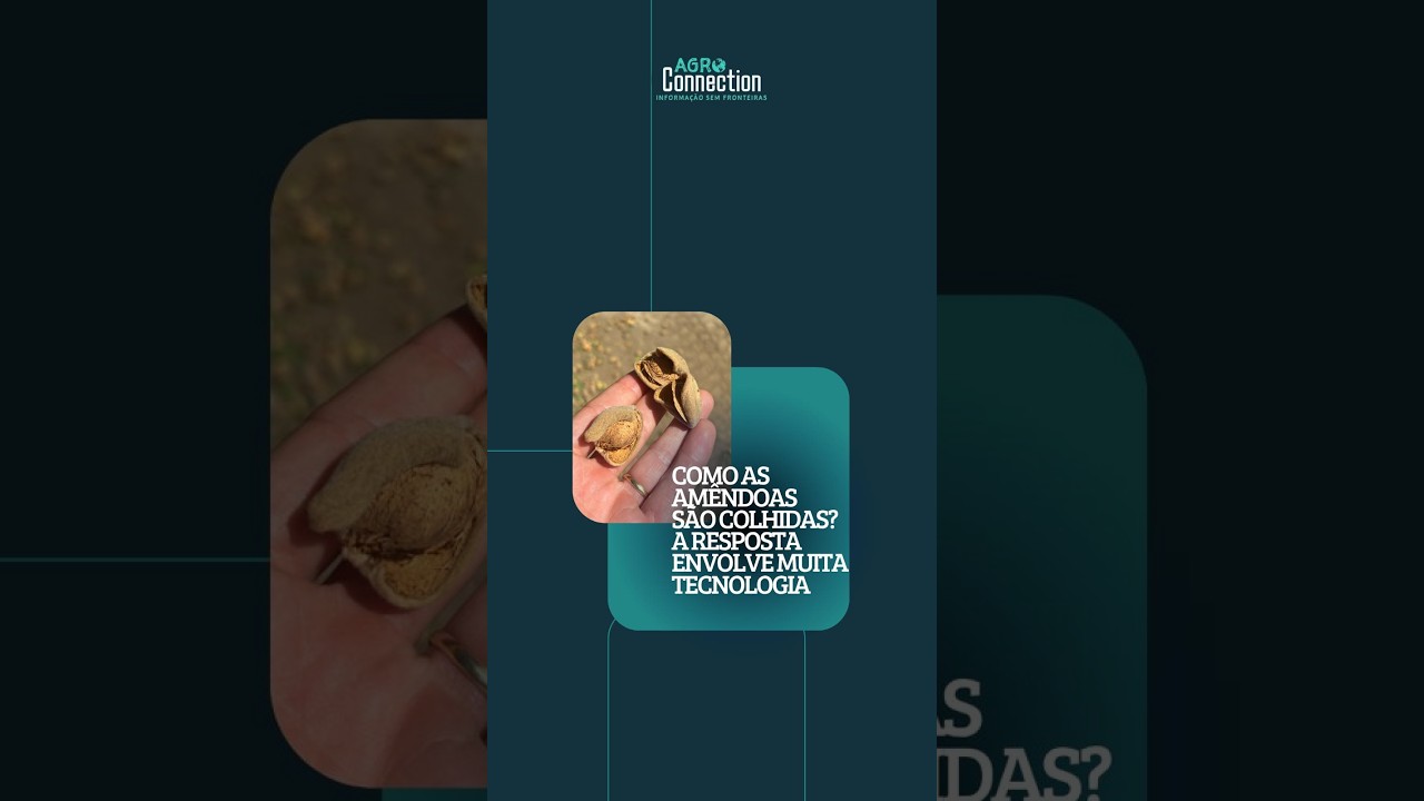 Colheita de Amêndoas na Califórnia
