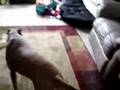 Ally playing