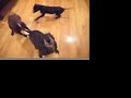 pitbull mother vs. son pitbull mother vs. son