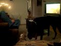 Doberman and Cock-a-poo