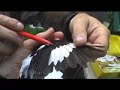 Banding a Rose-breasted Grosbeak