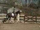Royale Invitation = 16.1h TB Gelding