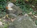 opvliegend roodborstje opvliegend roodborstje