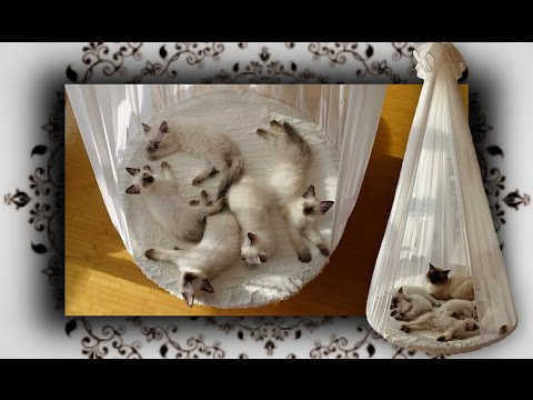 DIY 😻 Himmelbett für Katzen | poster bed, hammock for Cats