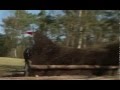 Horses~Bring me to life