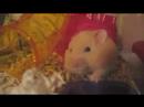 Ram hamster
