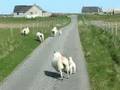 Heavy traffic on Benbecula
