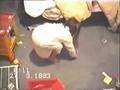 videos de Stevan In Cot.wmv