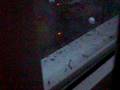 videos de Peregrine Falcon in Paisley Renfrewshire (Warning - Graphic)