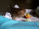 perzische kleintjes