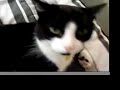 Putting tape on my cat, for laughs