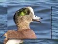 Sea Ducks Cans, Cans and more Cans!!! Sea Ducks Cans, Cans and more Cans!!!