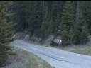 elks near Banff City