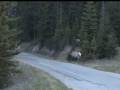 videos de elks near Banff City