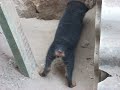 la bebe rottweiler orinando la bebe rottweiler orinando