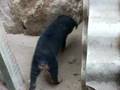la bebe rottweiler orinando