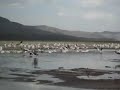 Lake Nakuru water ski-ing birds