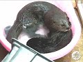 Cute Baby Freshwater Otter Pup at the Monterey Bay Aquarium