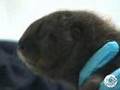Cute Baby Freshwater Otter Pup at the Monterey Bay Aquarium