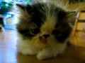 Cutie Cutie