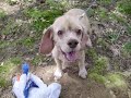 \"Patty\" Recovering from Sarcoptic Mange \"Patty\" Recovering from Sarcoptic Mange