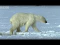 Polar Bear Hunts Beluga Whales - Blue Planet - BBC wildlife