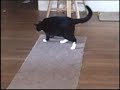 I'm a cat with many talents: I bark, I fetch, I catch & I also dance to either classical or contemporary music. To groom  daily is just as important in getting along with the new cat on the block who hangs around the house frequently. So I believe I'm a product of home schooling.  And messing up the house before Mommy comes home from work is my main focus of the day.  Anything I can carry I will... sometimes even a sweater that's four times my size.