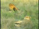 Lions at Djuma Pt.2 11-09-07 5.44 pm CAT Lions at Djuma Pt.2 11-09-07 5.44 pm CAT