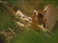 Ecolog�a Flora ib�rica 1