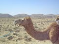 camels