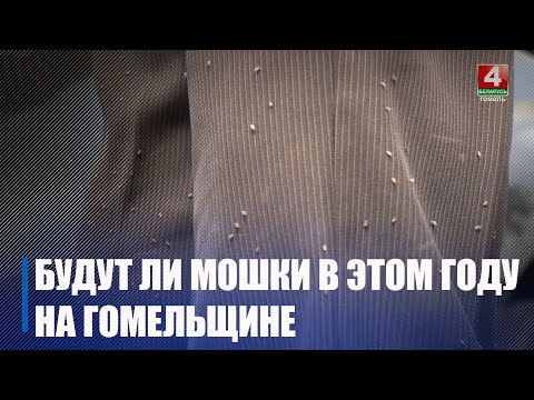 Даведаліся, ці чакаць з прыходам цяпла нашэсця машкары видео