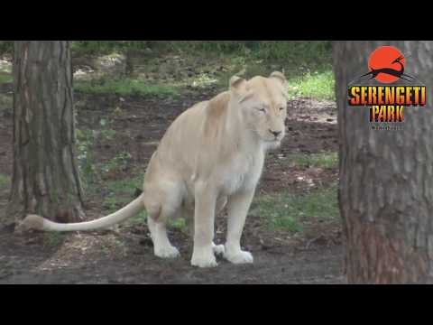 Hodenhagen: Serengeti Park 2012 - Part 1 - Safari B ...