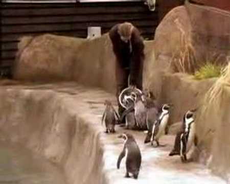 Colchester zoo podcast Episode 3